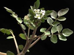 Image result for Rorippa nasturtium-aquaticum