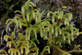 Image result for Lycopodiella cernua