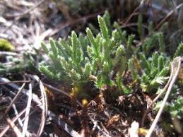 Image result for Selaginella kalbreyeri
