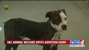 Okcpups is a facebook fan page and was created in 2010 by haley gremillion to connect lost and found dogs with their owners. Okc Animal Welfare Hosts Free Adoptions For Dogs In Shelter More Than A Month Kfor Com Oklahoma City