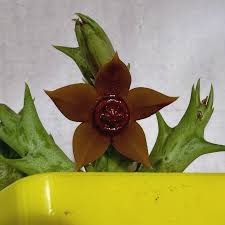 Image result for Orbea rogersii