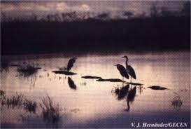 Resultado de imagen de Los Marjales