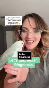 How to Get Indian Hill Mynah Pet