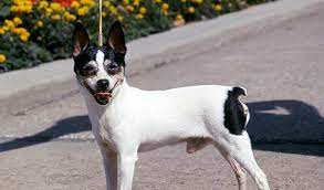 Toy fox terriers will live with anyone and be ecstatic about it. Toy Fox Terrier Dog Breed Information