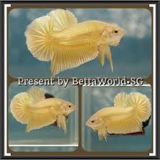 Bettaworld Bettafish Singapore Home Facebook