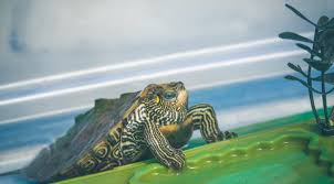 But if you have 2 big turtles and a medium sized basking area then you can go with the 75 watt option. Do Turtles Need A Heat Lamp Heat Lamp Off At Night Turtlepets