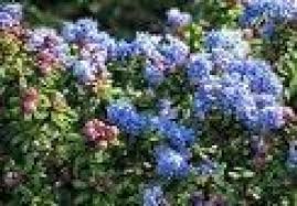 Welcome to emily browning fans! Ceanothus Deliliana Emily Brown Sackelblume Bei Uns In Der Baumschule Pflanzenvielfalt Online Bestellen Www Online Pflanzenversand De