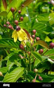 Image result for Dilleniaceae