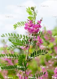 Image result for Indigofera erythrogramma