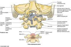 Maybe you would like to learn more about one of these? A P Lab Neck And Spine Ms Neu 2012 Flashcards Cram Com