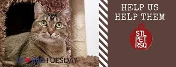 Be part of our upcoming campaigns—and put your love into action. St Louis Pet Rescue Events Facebook