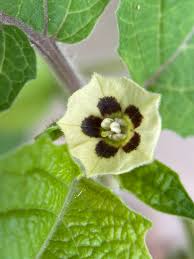 Image result for Physalis pubescens