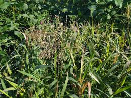 Image result for Panicum carneovaginatum