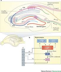 We did not find results for: New Neurons And New Memories How Does Adult Hippocampal Neurogenesis Affect Learning And Memory Nature Reviews Neuroscience