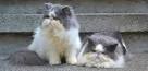 Persian Cat Breed Information, Pictures, Characteristics ...