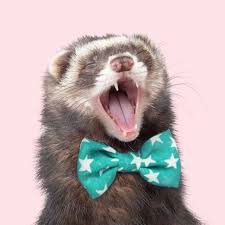 In some cases, the price may also differ, depending upon the age, color and medical condition of the ferret. How Much Do Ferrets Cost The Ultimate Beginner S Guide The Modern Ferret