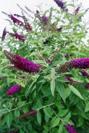 What To Prune When In Your Garden For The Healthiest Plants Garden Shrubs Butterfly Bush Flower Garden