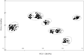 Image result for Olinia rochetiana