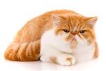 Exotic Shorthair Kittens For Sale by Reputable Breeders ...