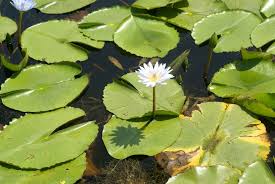 Image result for Nymphaea nouchali