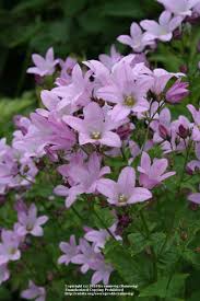 Giant Bellflower Dwarf Pink Campanula Lactiflora Beautiful Flowers Perennials Shade Garden