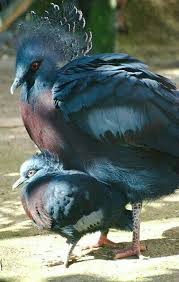 Birds Of A Feather Flock Together Song Lyrics Pin By Linda Kuhr On Birds Of A Feather Flock Together Animals Beautiful Nature Birds Beautiful Birds