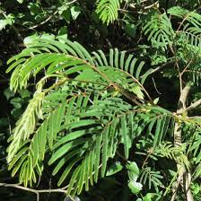 Image result for Acacia brevispica