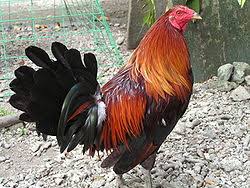 Ok kita langsung ke tkp saja, Ayam Laga Filipina Berita Jadwal Sabung Ayam Online S1288 Sv388 Sm558