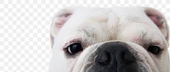 Louis region as an ongoing resource for dog, cat and pet adoption we deliver therapy animals to senior living communities. St Louis Animal Protective Association Apa Adoption Center Dog Animal Shelter Apa Style Png 1272x540px St