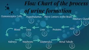 Flow Chart Of The Process Of Urine Formation By Kylie