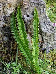 Image result for Lonchitis