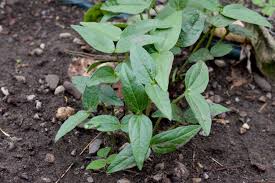 Image result for Cicer arietinum