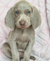 Help name my new puppy! : r/weimaraner