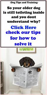 Finest Reputed Dog Training Tricks Pay Less Easiest Dogs To Train Dog Training Tips Older Dogs