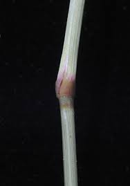 Image result for Eragrostis cylindriflora