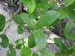 Image result for Citrus medica