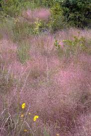 Image result for Eragrostis exasperata