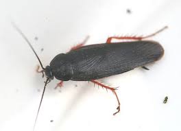 Ischnoptera Deropeltiformis Dark Wood Cockroach Cockroaches Dark Wood Insects