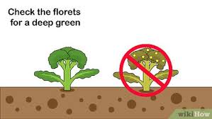 While boiling broccoli is one of the easiest ways to cook it, other options include steaming purchase fresh broccoli: How To Pick Broccoli 14 Steps With Pictures Wikihow