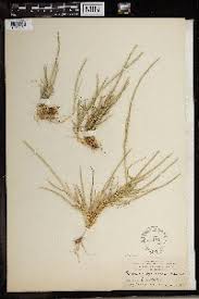 Image result for Harpachne schimperi