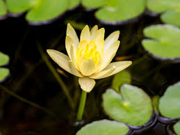 If your lily was grown from bulbs and is in the ground, then it needs a more shaded location. Water Lily Indoor Plant Care Growing Guide
