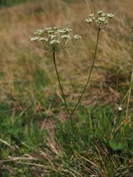 Image result for Pimpinella afra