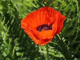 Jede zeit hat ihre lieder , 2010. Orientalischer Mohn Brillant Expertenwissen Zu Dieser Staude