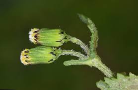 Image result for Senecio sp.no.2