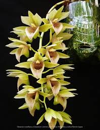 Image result for Ctenium somalense