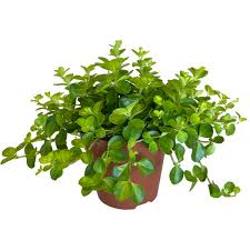 Potting and repotting peperomia plants. Peperomia Rotundifolia Zimmerpflanzen Pflanzen Kaufen Online Matelma Com