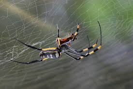 No matter the size of the job, we're here to help you finish your next diy project. Spider Pest Control Toby S Pest Control Of Bowling Green