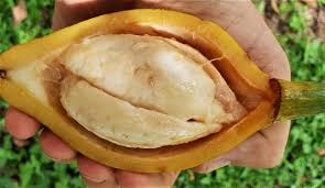 Image result for Garcinia punctata
