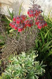 403 Forbidden Planting Succulents Succulents Succulents Garden