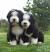 Teddy Bear Bearded Collie Puppy Cut